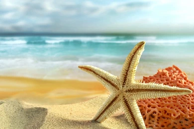 Wallpapers Sanddollars Starfish On Beach Hd Android Hq 1440x1280 ...