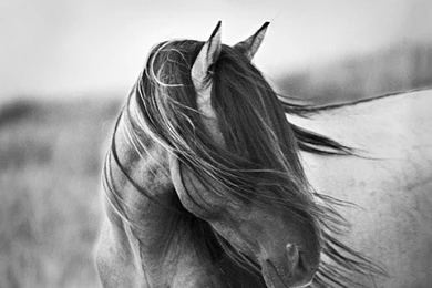 Latest Best Horses HD Widescreen Pictures 2012 – Itsmyviews.com