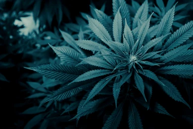 Wallpapers Cannabis Marijuana Grass Leaves Theme Flowers 1920x1080 ...