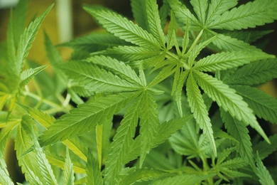 Marijuana Monochrome Leaves Wallpapers