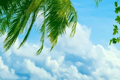 Tropical Beach Coconut Tree Iphone 6 Plus Hd Wallpapers ...