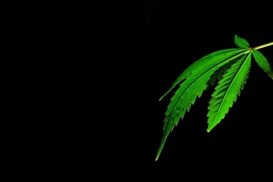 You Searched For Related Pictures Marijuana Leaf Graphics Code ...