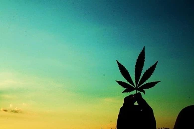 Artistic Marijuana Leaf By Imahb Dsme