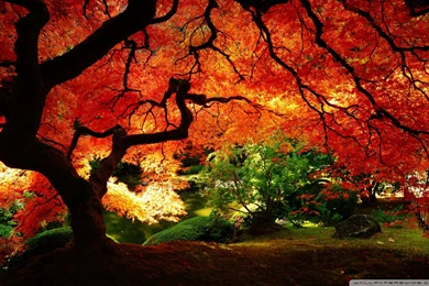 Beautiful Autumn HD Desktop Wallpapers : Mobile : Dual Monitor