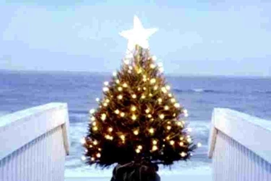 2015 Beach Christmas Tree Landscape iPhone 6 Wallpapers   Beach ...