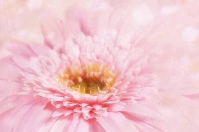 Mac Glamorous Lisa And Macintosh Mac Backgrounds