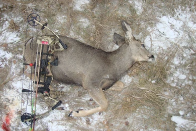PSE Stinger Strikes Again! Archery Mule Deer 2012!.   YouTube