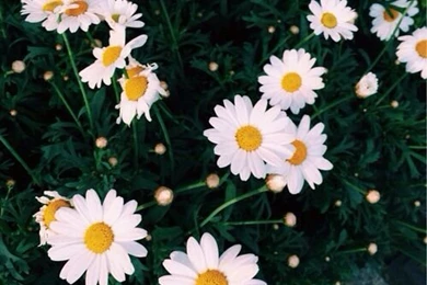Daisy Wallpapers