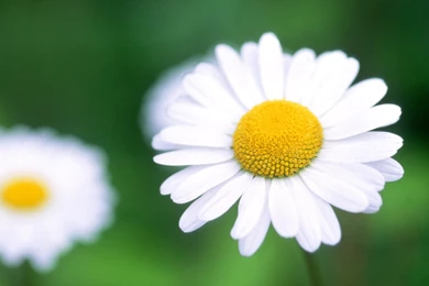 Awesome Daisy Picture