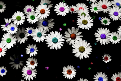Colorful Daisy Wallpapers Free HD 16614   Amazing Wallpaperz