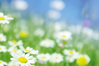 Daisy Flower Pictures And Wallpapers Download