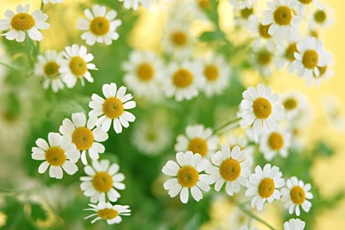 Daisy Wheels Field Wallpapers And Images   Wallpapers, Pictures ...