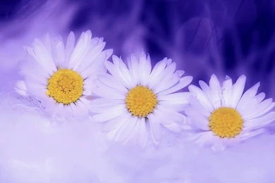 Download Wallpapers 1366x768 Daisy, Flowers, Macro, Petals Laptop ...