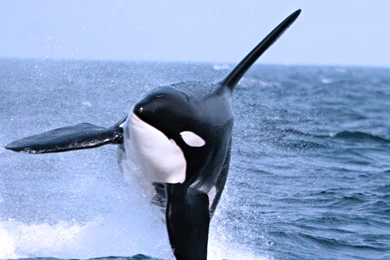 Killer Whale Cool Backgrounds Wallpapers 12199   Amazing Wallpaperz