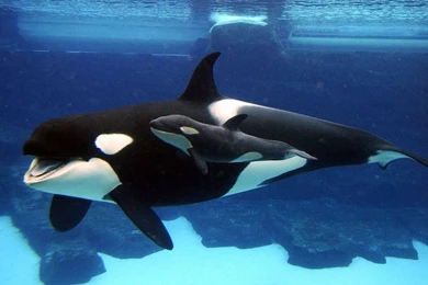 Killer Whales Pictures On Animal Picture Society