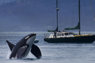 Killer Whale High Definition Wallpapers   Mbagusi.com