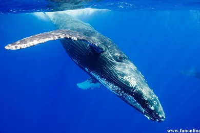 With A Underwater Picture Of A Orca Killer Whale Hd Orca Wallpapers ...