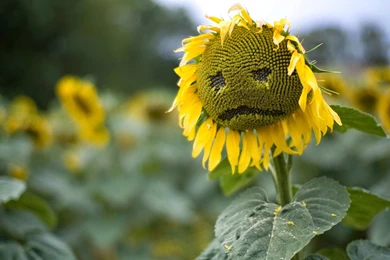 Sad Love HD Wallpapers 2015 (Sad Images, Sad Photography, Sad Shayari)