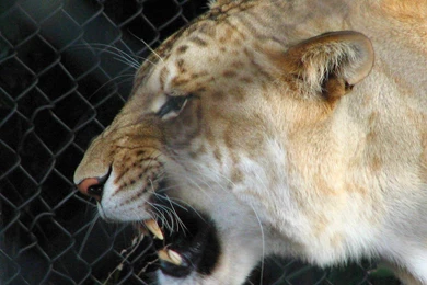 Liger Wallpapers   Animals Town