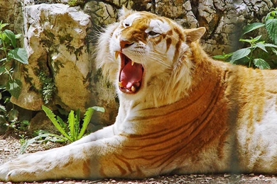 Liger Wallpapers   Ligers Wallpapers (24514690)   Fanpop