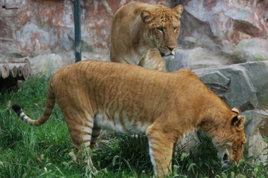 Liger Wallpapers   Ligers Wallpapers (24514696)   Fanpop