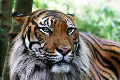 Desktop Wallpapers · Gallery · Animals · Liger