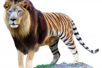 Liger Picture HD Wallpapers