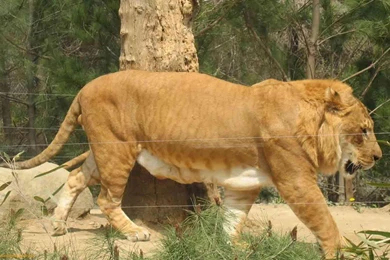 Liger Wallpapers   Wallpapers Cave