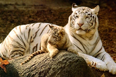 Liger Pictures On Animal Picture Society