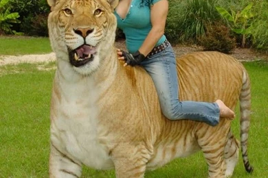 Hercules The Liger 2015 Wallpapers For Backgrounds