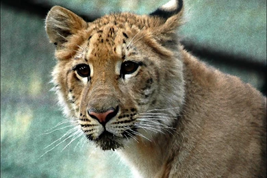 Cats Liger Cub Lion Africa Jungle Zoo Savannah Mix Tiger Wallpapers ...