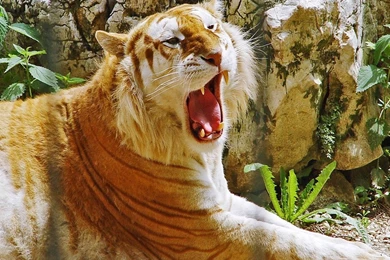 Quality A Liger Picture On Animal Picture Society