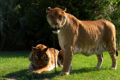 What Is A Liger? – Bring Back Big Cats