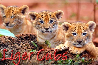 Liger Cubs Animal Lion Animals Cats Ligers Tiger Other Wallpapers ...