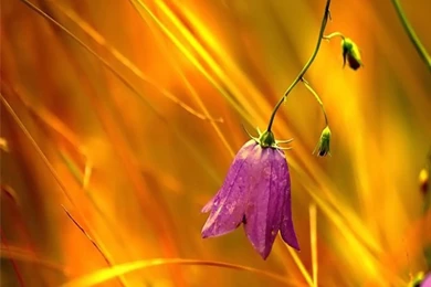 Desktop Wallpapers · Gallery · Computers · Vista Backgrounds ...