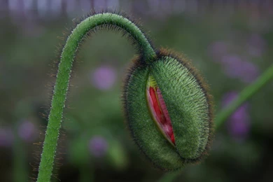 DeviantArt: More Like Vagina Butterfly Pendant By QuiteCuntrary