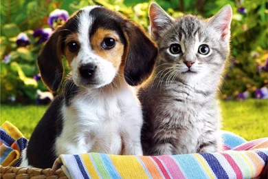 Hd cute puppies and kittens wallpapers