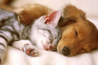 Wallpapers Of Cute Puppies And Kittens New 2016 . Best High ...