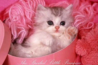 Cute Puppy And Kitten Wallpapers   Danasrhp.top