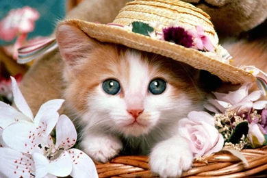 Cute Puppy Wallpapers Cat Amp Kitty Site   PetPictures