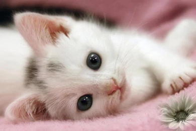 Cute Kittens And Puppies Together Wallpapers