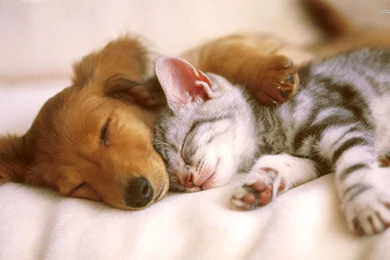Cute Puppy And Kitten Sleeping
