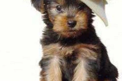 Cute Puppies And Kittens Wallpapers