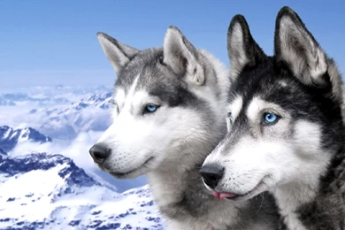 Cute Husky Puppies With Blue Eyes Wallpapers