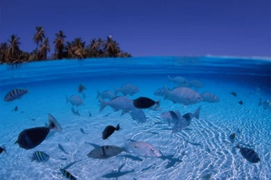 Free Screensavers Ocean Beaches