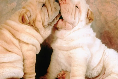 Cute Puppies Tablet Wallpapers