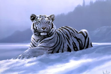 Free White Tiger Wallpapers Desktop Backgrounds @1CQ « Wallx