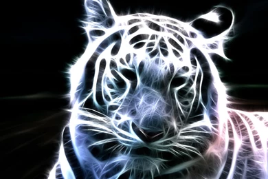 3d White Tiger Wallpapers Dowload