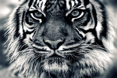 White Tiger With Blue Eyes Wallpapers 3D