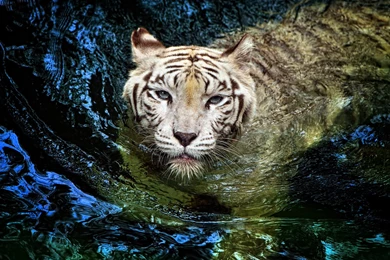 White Tiger Swimming Water Animal HD Wallpapers